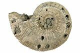 Cretaceous Ammonite (Kosmoceras) Fossil - Russia #262529-1